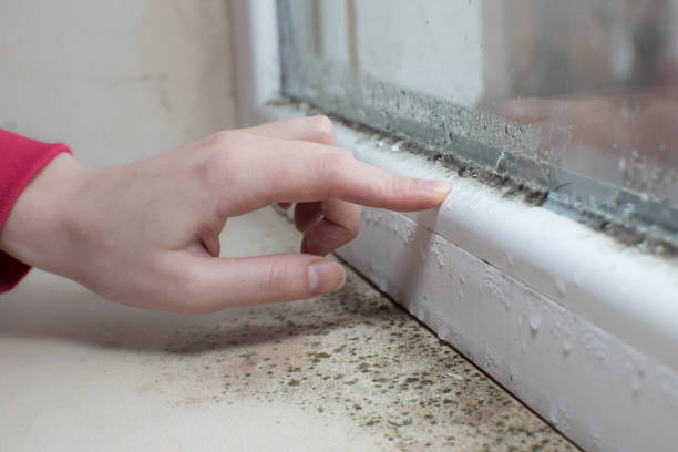 Best Mold Odor Removal Services  in Tompkinsville, KY